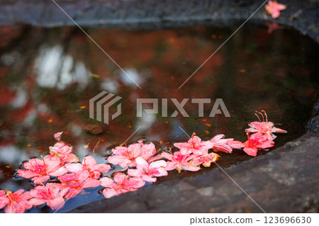 Mountain azalea at Tenno Shrine in Shichinohe Town (Shichinohe Town, Aomori Prefecture) 123696630