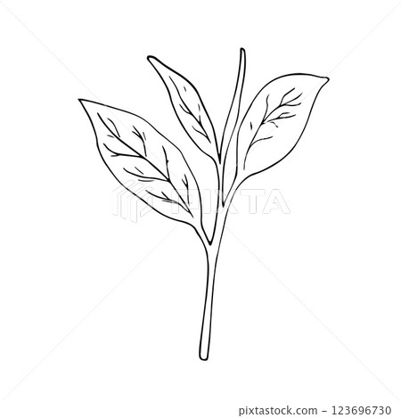 Green tea leaf. Botanical hand-drawn illustration. Isolated illustration on white. Green tea leaf. Botanical hand-drawn illustration. Isolated illustration on white. 123696730