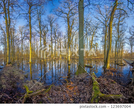 A serene forest pond reflecting the surrounding leafless trees in Moenchsbruch nature reserve 123697004