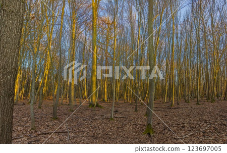 A dense forest in Moenchsbruch bathed in warm evening sunlight with bare trees and golden tones A dense forest in Moenchsbruch bathed in warm evening sunlight with bare trees and golden tones 123697005