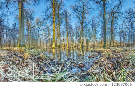 A serene forest pond reflecting the surrounding leafless trees in Moenchsbruch nature reserve 123697006