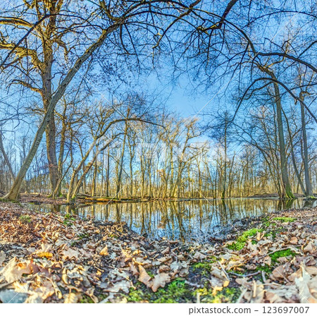 A serene forest pond reflecting the surrounding leafless trees in Moenchsbruch nature reserve 123697007