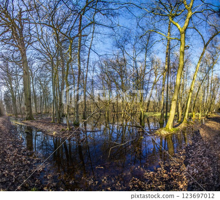 A serene forest pond reflecting the surrounding leafless trees in Moenchsbruch nature reserve 123697012
