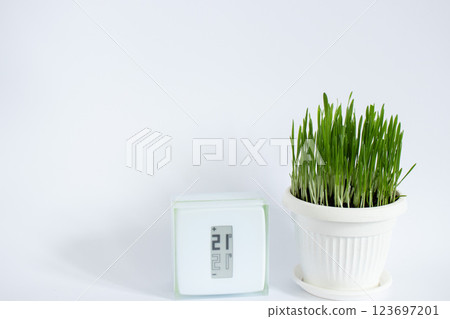 Thermostat stands in a room near pot with grass for cats. Thermostat stands in a room near pot with grass for cats. 123697201