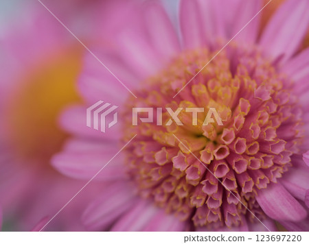 11月,美麗的粉紅菊花「琴櫻」盛開。 11月,美麗的粉紅菊花「琴櫻」盛開。 123697220