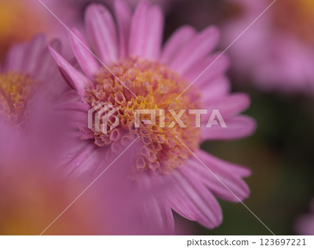 11月,美麗的粉紅菊花「琴櫻」盛開。 11月,美麗的粉紅菊花「琴櫻」盛開。 123697221