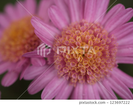 11月,美麗的粉紅菊花「琴櫻」盛開。 11月,美麗的粉紅菊花「琴櫻」盛開。 123697222