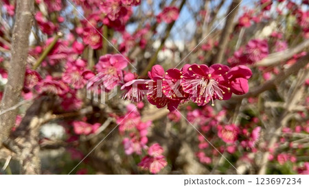 盛開的紅梅和藍天 123697234