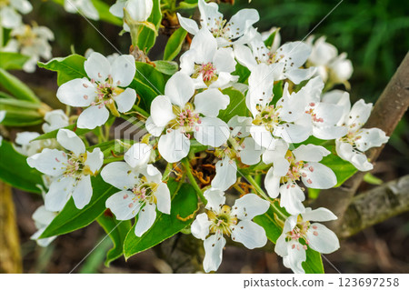 Branches of a blooming pear tree in the spring orchard. Branches of a blooming pear tree in the spring orchard. 123697258