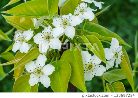 Branches of a blooming pear tree in the spring orchard. 123697284