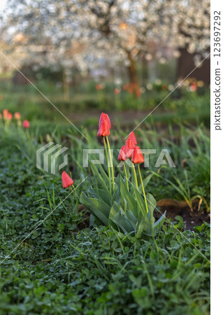 Tulips growing on a flowerbed in the garden Tulips growing on a flowerbed in the garden 123697292