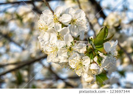 Branches of a blooming cherry tree in the spring orchard. Branches of a blooming cherry tree in the spring orchard. 123697344