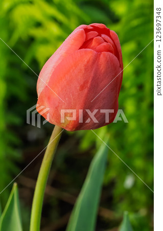 Tulip growing in the garden with a flower bed on the background. Tulip growing in the garden with a flower bed on the background. 123697348