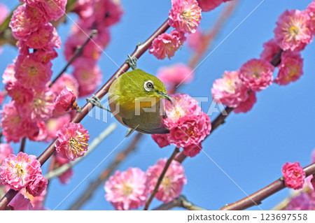 A white-eye on a red plum blossom in full bloom (spring image) (heartwarming image) A white-eye on a red plum blossom in full bloom (spring image) (heartwarming image) 123697558