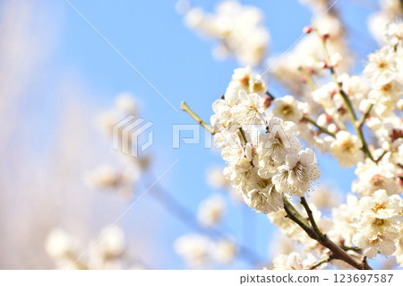 White plum blossoms shining in the blue sky of early spring 123697587