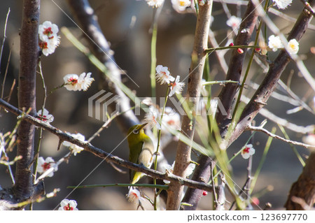 梅花和白眼 123697770