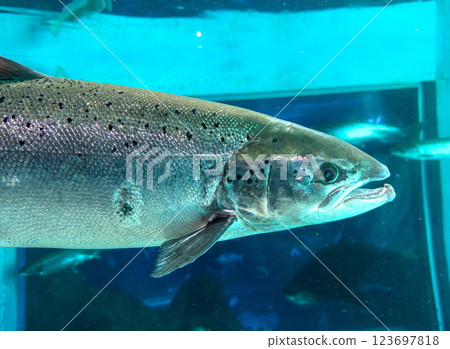 A fish is swimming in a tank. The fish is silver and has black spots A fish is swimming in a tank. The fish is silver and has black spots 123697818