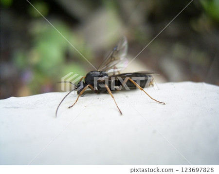 Winged ants of the black mountain ant 123697828