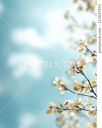 White cherry blossoms on a branch against a soft blue sky with blurred clouds 123697854