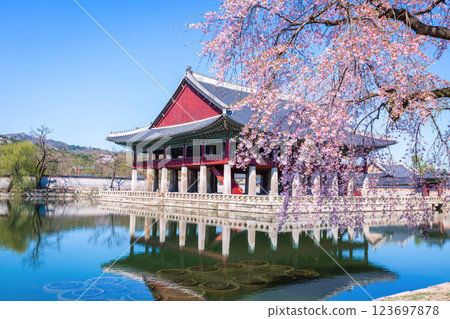 Gyeongbokgung palace with cherry blossom tree in spring time in Seoul, South Korea. 123697878