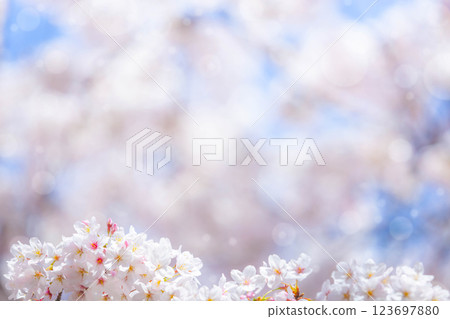 Cherry blossom  flower in spring for background or copy space for text 123697880