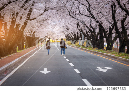 Beautiful cherry blossom tunnel and cherry trees on both sides of the road at the Cherry Blossom Festival in Gyeongju, South Korea. Beautiful cherry blossom tunnel and cherry trees on both sides of the road at the Cherry Blossom Festival in Gyeongju, South Korea. 123697883