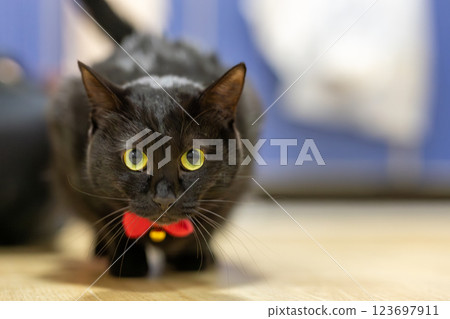 Black cat Black cat 123697911