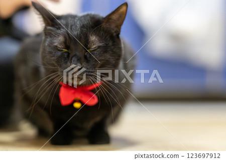 Black cat Black cat 123697912