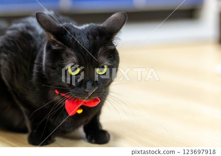 Black cat Black cat 123697918