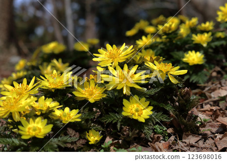 Adonis flowers blooming in Minami-Daiou in late winter (Otoyo Town, Kochi Prefecture) 123698016