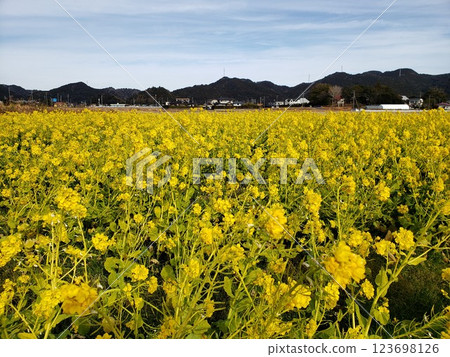 Chiba rapeseed field 123698126