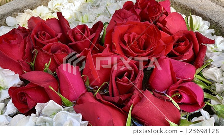 March Flowers Water Purification Plant Close-up (Roses and Bougainvillea) (Sugao Shrine/Okazaki City, Aichi Prefecture) 123698128