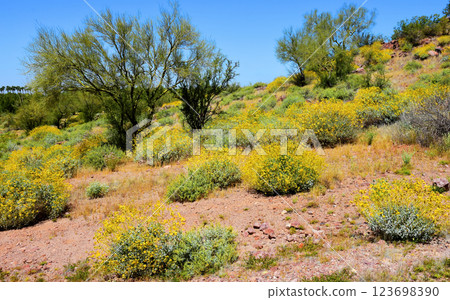 Central Sonora Desert Arizona Wildflowers Central Sonora Desert Arizona Wildflowers 123698390