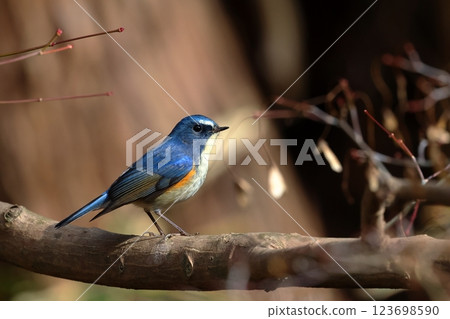 Ruribitaki male Ruribitaki male 123698590