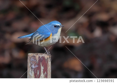 Ruribitaki male Ruribitaki male 123698591
