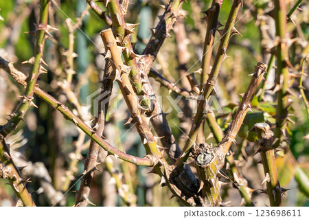 Rose thorns Rose thorns 123698611