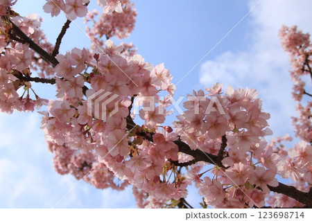 河津櫻花盛開預示著日本春天的到來 123698714
