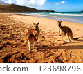 Kangaroos playing on the beach 123698796