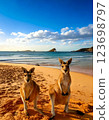 Kangaroos playing on the beach 123698797
