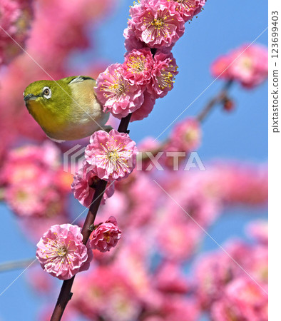 盛開的紅梅花上的日本繡眼鳥（春季圖像）（小陽春圖像） 123699403