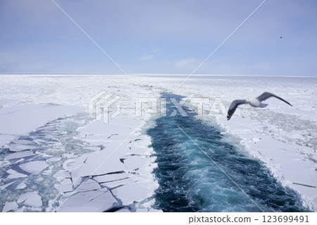 Icebreaker wake, drift ice and seagulls 123699491
