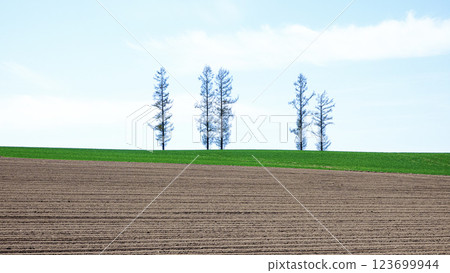 北海道美瑛的旅遊勝地柔和七丘的初夏風景 123699944