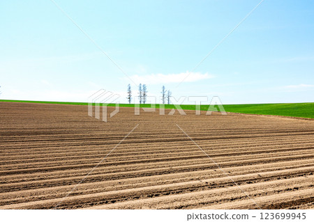 北海道美瑛的旅遊勝地柔和七丘的初夏風景 123699945