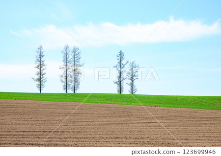 Scenery of Mild Seven Hill, a tourist spot in Biei, Hokkaido, in early summer Scenery of Mild Seven Hill, a tourist spot in Biei, Hokkaido, in early summer 123699946