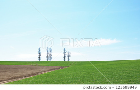 Scenery of Mild Seven Hill, a tourist spot in Biei, Hokkaido, in early summer 123699949