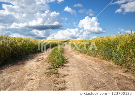 A landscape with a dirt road running through a barley field on a sunny summer day. 123700123