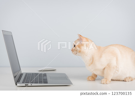 Burmese cat sitting at laptop indoors. Burmese cat sitting at laptop indoors. 123700135