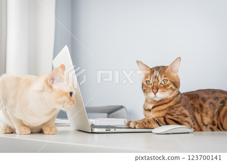 Bengal cat working on computer. 123700141