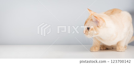 Burmese cat sitting on the table. 123700142