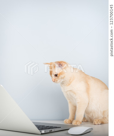 Cat works on computer at home or in office. Cat works on computer at home or in office. 123700145